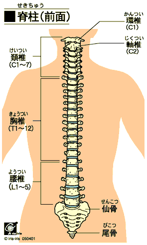 脊椎(柱)正面