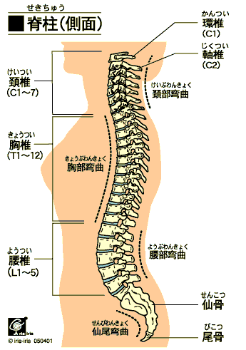 脊椎(柱)側面
